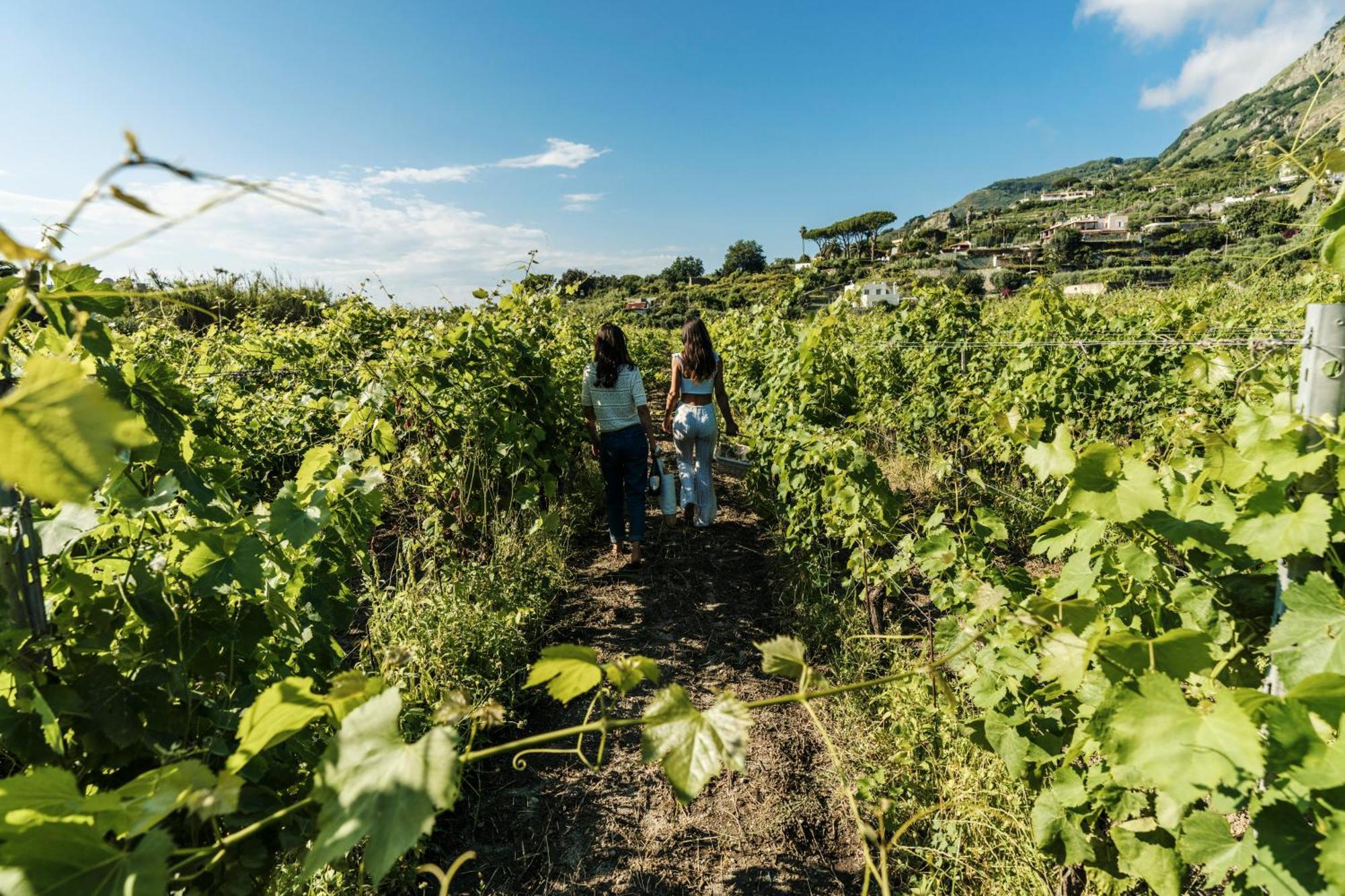 Tenuta Calitto Wine Resort E Spa Ischia Luaran gambar