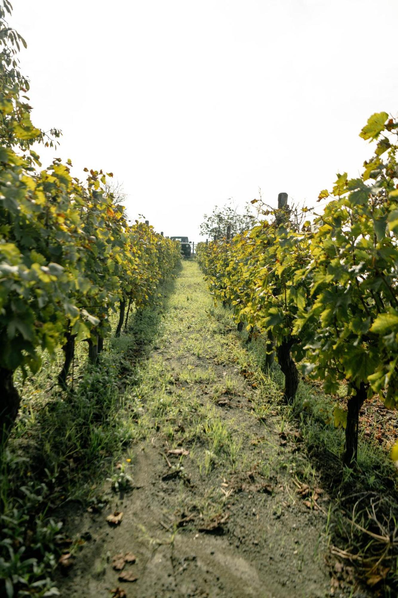 Tenuta Calitto Wine Resort E Spa Ischia Luaran gambar